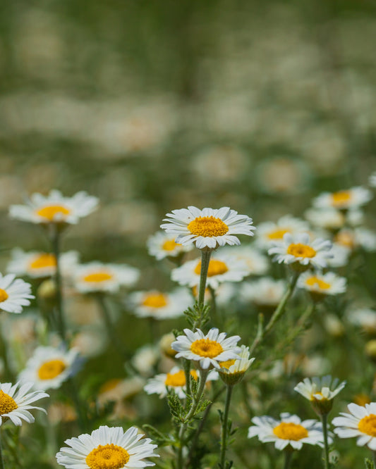 Floral